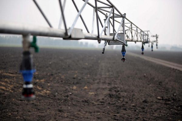 В Воронежской области резко уменьшилось число занятых сельским трудом людей