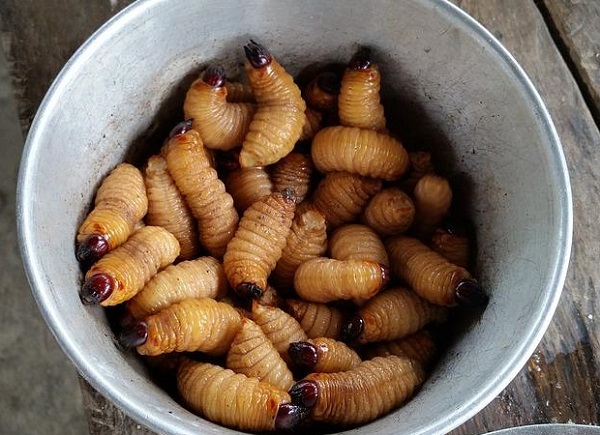 Ульяновский поставщик питания накормил воронежских школьников гречкой с насекомыми