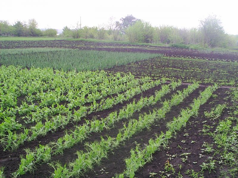 Воронежских дачников могут освободить от земельного налога 