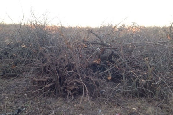 Компенсации за вырубку деревьев в Воронеже выросли вдвое