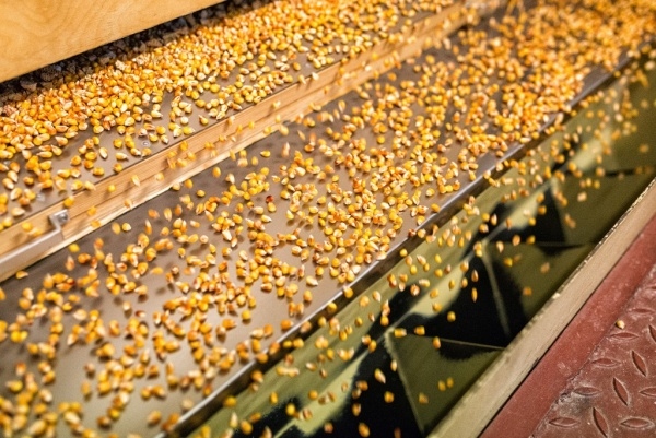 «Монсанто» планирует утроить производство семян гибридов кукурузы в России в 2016 году