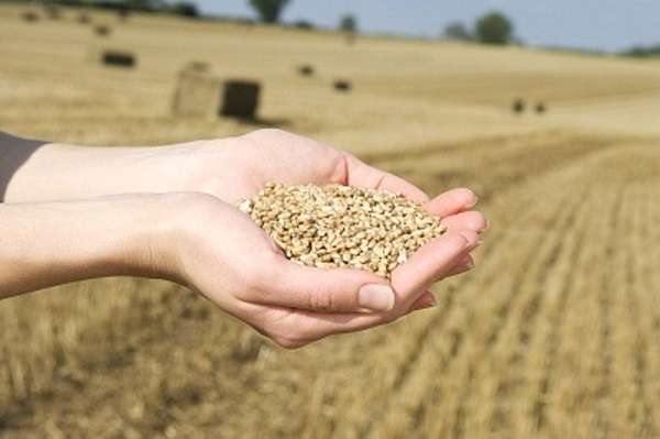 Воронежская область экспортировала свыше 3 тыс. тонн зерна 
