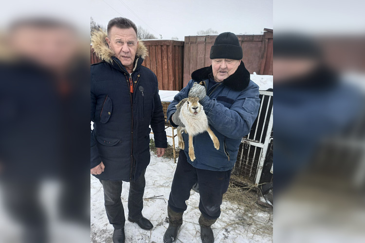 Заяц-русак и лебедь из частного мини-зоопарка в Курской области обрели новый дом в Воронежском зоопарке 