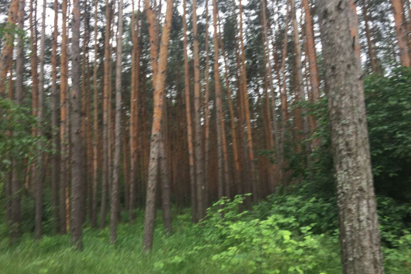 В Воронеже организуют ежедневную охрану Северного леса