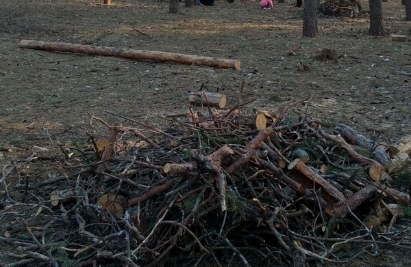 Леса под Воронежем вырубят под коттеджный посёлок 