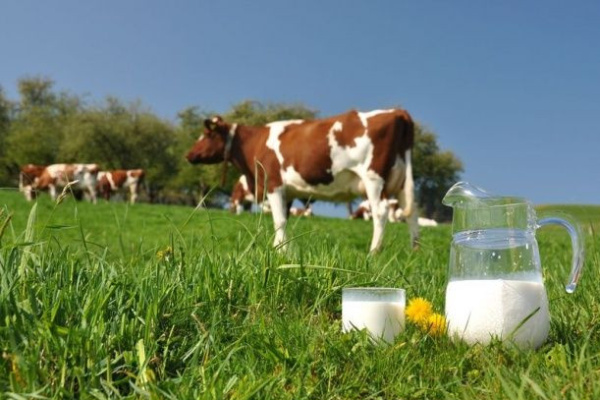 За качеством воронежского молока наблюдает инновационная система МТС 