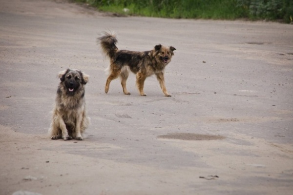 Решение о строительстве приюта для собак в Воронеже до сих пор не принято 