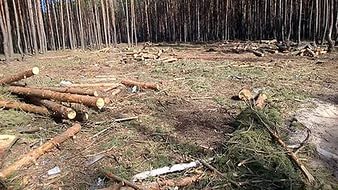 Правоохранители разбираются в вырубке леса под Воронежем 