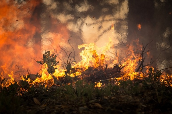 В Воронеже резко выросло число лесных пожаров 