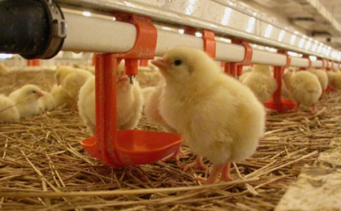 Тамбовская область вошла в топ-20 регионов по производству мяса птицы