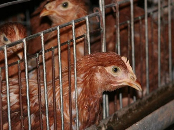 Проверка воронежских птицефабрик нанесет ущерб региональной экономике