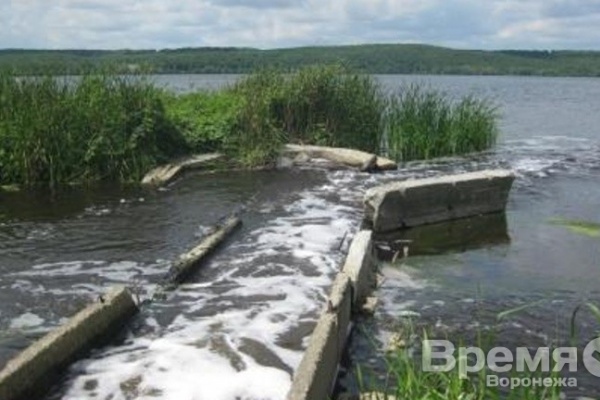 В Воронежское водохранилище запустят растительноядных рыб