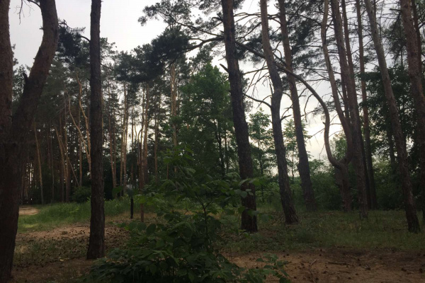 Северный лес в Воронеже запланировали благоустроить к середине 2023 года