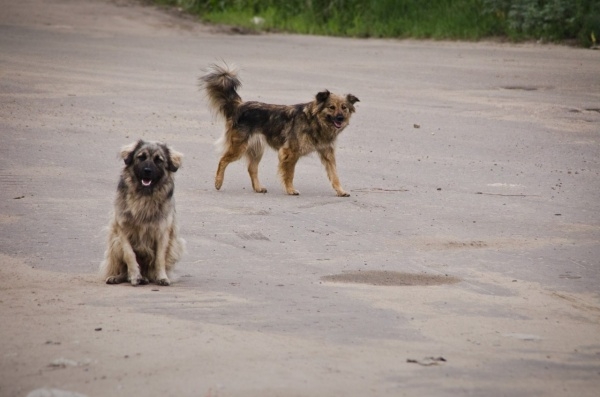 Строительство первого в Воронеже приюта для собак под угрозой 