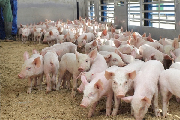 В Тамбовской области планируется крупный свинокомплекс