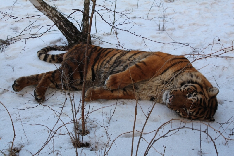 Воронежский зоопарк может пополниться двумя амурскими тиграми