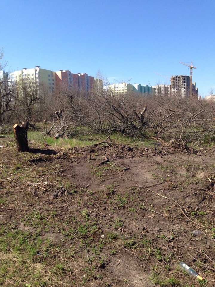 Воронежцы опасаются, что «Выбору» сойдет с рук застройка яблоневого сада