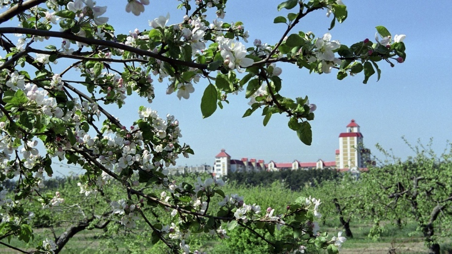 Воронежской прокуратуре удалось отстоять право госсобственности на яблоневые сады