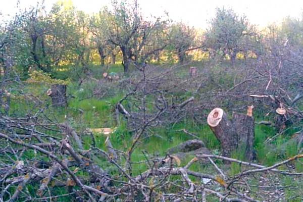 На землях воронежского яблоневого сада уже есть капитальные объекты