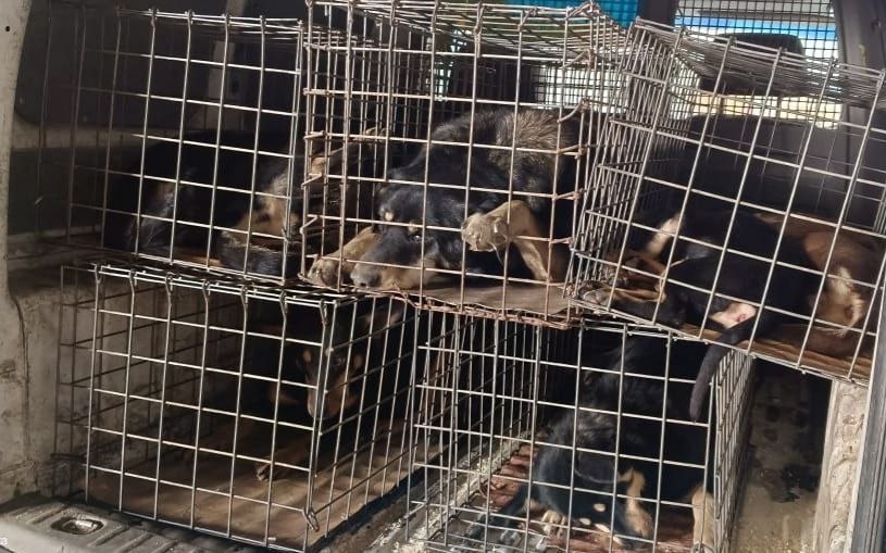 Суд оставил без движения иск воронежской мэрии против экс-подрядчика строительства приюта для животных