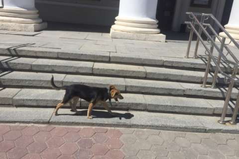 Приют под Воронежем оштрафуют за ужасающие условия содержания собак 