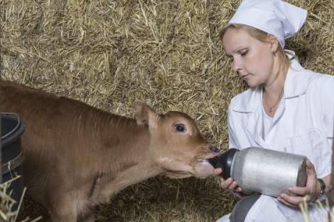 Поголовье коров на фермах воронежского «Молвеста» превысило 23 тысячи