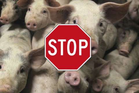 АЧС испытывает воронежских производителей свинины на прочность 