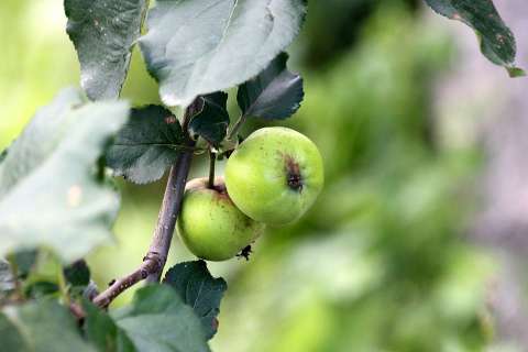 Воронежский арбитраж вновь отказал захватчикам яблоневого сада