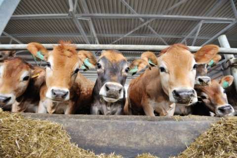 На воронежских молочных фермах «Молвеста» дойка коров проходит без участия человека 