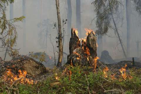 Директор Воронежского заповедника назвал возможную причину возгорания 3 га леса