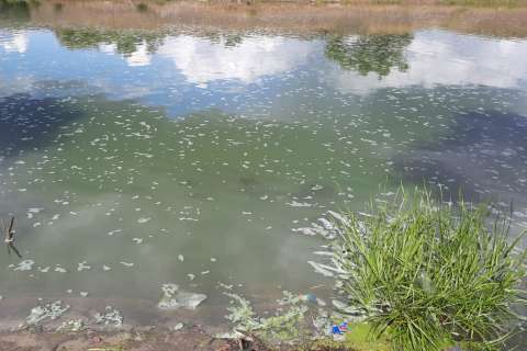 Росприроднадзор подтвердил информацию о заморе рыбы в реке Воронеж