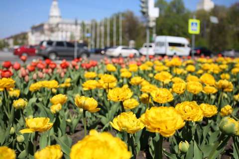В Воронеже на уход за цветниками и клумбами потратят 25,3 млн рублей