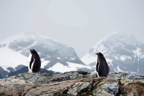 77% воронежцев мечтают отправиться по работе в Антарктиду
