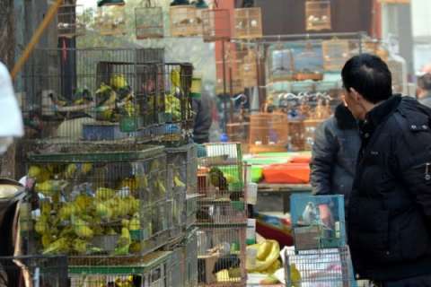 Судьба воронежского птичьего рынка под вопросом 