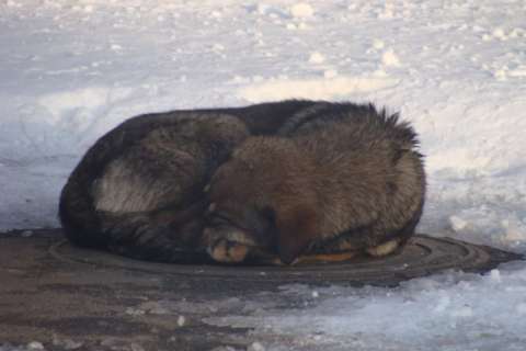 Воронежцы всё чаще страдают от бездомных собак 