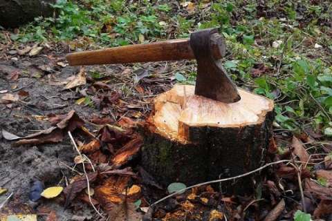 Рубка деревьев в Грибановском районе обошлась двум местным жителям в 5,2 млн рублей