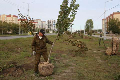 На обновленной улице Острогожской в Воронеже высадят 473 дерева 
