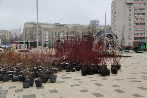 С подачи Вадима Кстенина в Воронеже начали высадку еще 150 взрослых деревьев