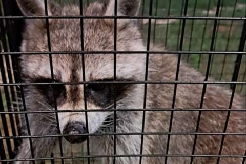 Загадочный «преступник» устроил ночной погром и укусил человека в воронежском глэмпинге «Сыч»