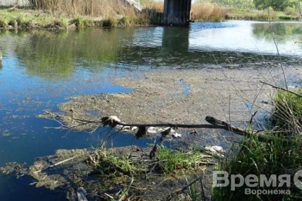 В Воронеже спасение Масловского затона подешевело почти на 9 млн рублей В Воронеже спасение Масловского затона подешевело почти на 9 млн рублей