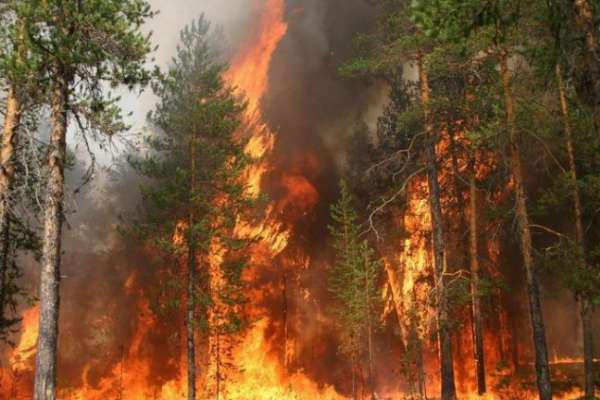 В воронежских лесах не соблюдаются меры пожарной безопасности В воронежских лесах не соблюдаются меры пожарной безопасности