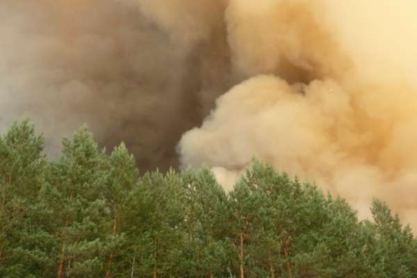 В Воронежской области количество лесных пожаров сократилось на 80% В Воронежской области количество лесных пожаров сократилось на 80%