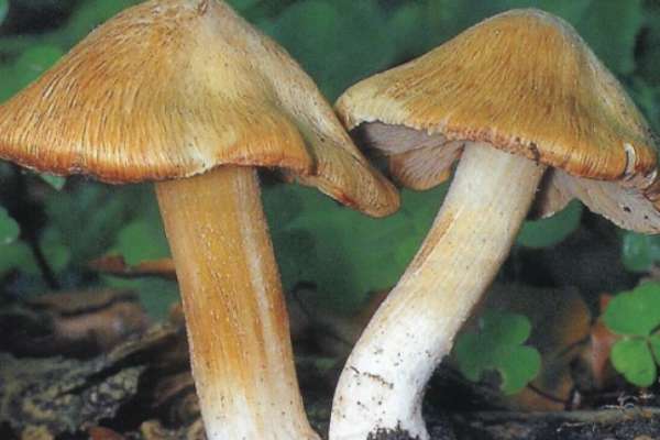 В Воронежской области двое подростков отравились грибами