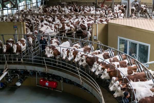 Депутаты Госдумы изучили воронежский опыт развития животноводства Депутаты Госдумы изучили воронежский опыт развития животноводства
