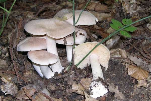 В Воронежской области умер еще один человек, отравившись грибами