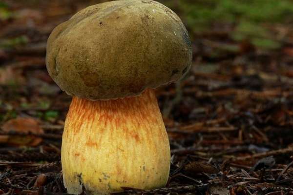 В Воронежской области умер пенсионер, отужинав грибами