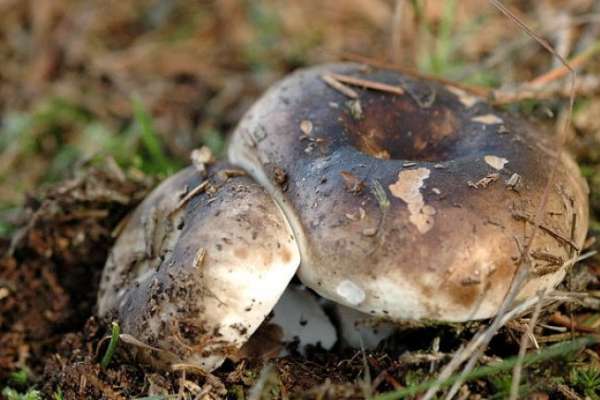 От отравления грибами в Воронеже умер еще один человек
