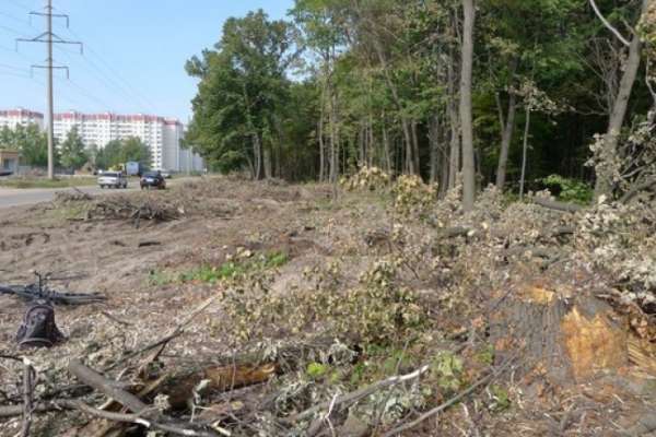 В Воронеже в районе СХИ вырубают 100-летние дубы