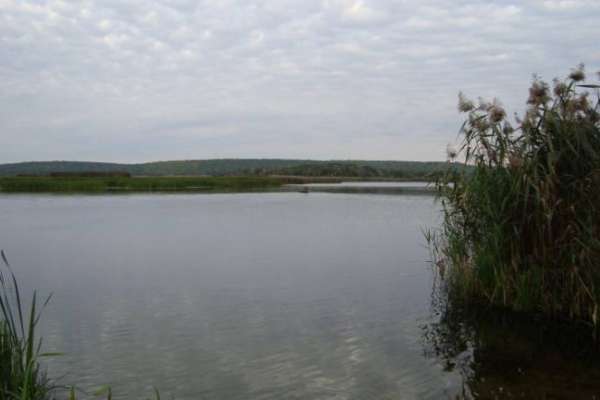 Воронежцам не нужны пруды за деньги Воронежцам не нужны пруды за деньги