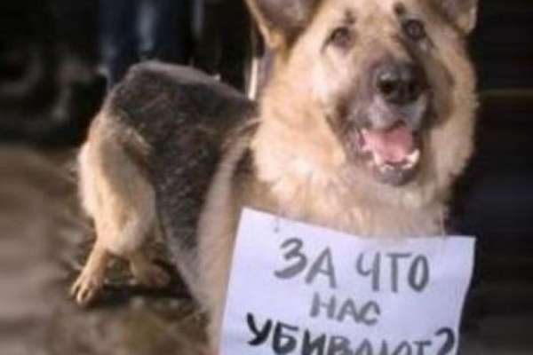 Воронежцы обеспокоены массовой травлей собак Воронежцы обеспокоены массовой травлей собак